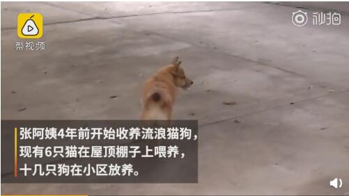 張阿姨四年前就開始收養流浪動物了